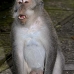 monkey_macaque_balinese_mf_ubud_v_0039_bal0039.jpg